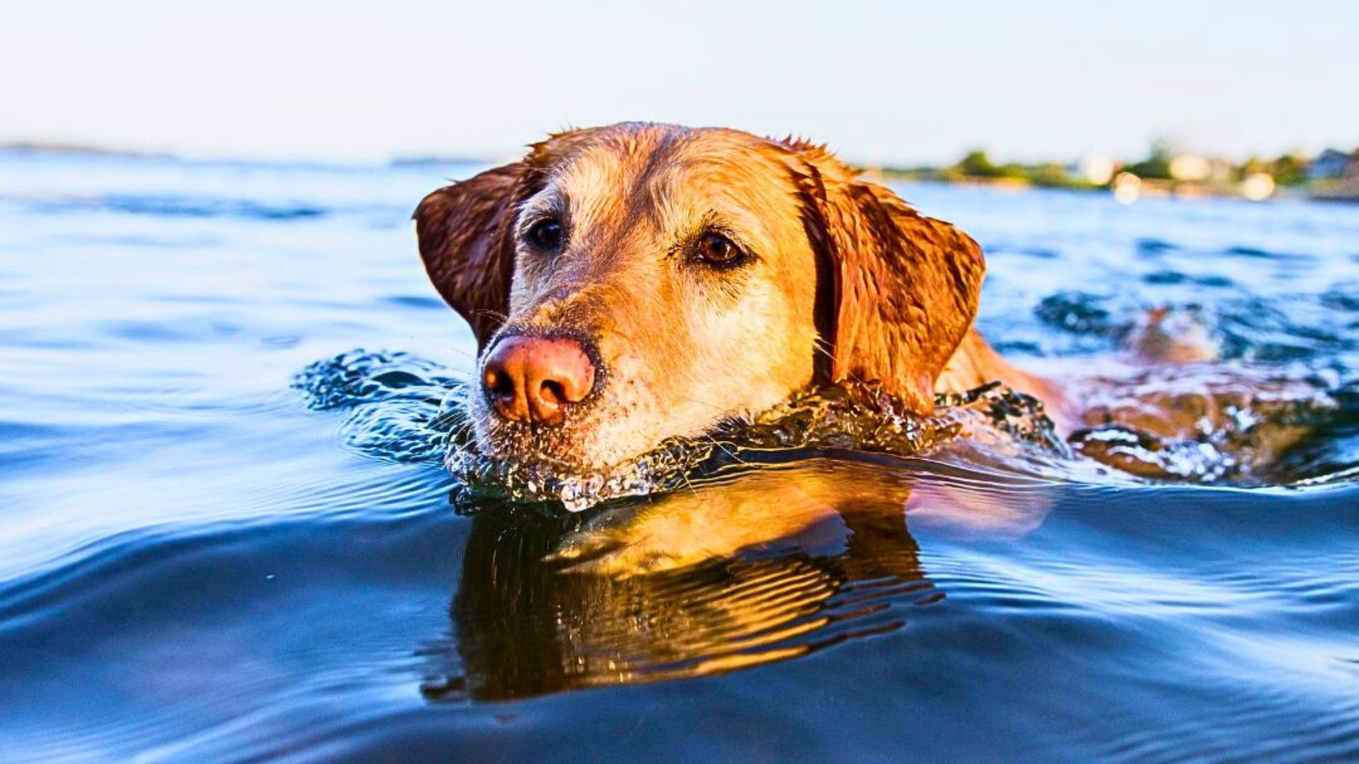 Dog swimming in the Lake